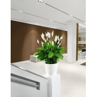 Květináče Classico LS  obohatí Váš interiér svou elegantností.